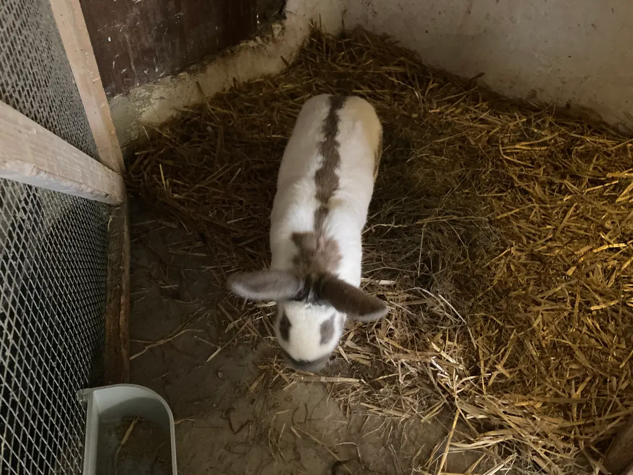 Billede 3 - Store fine Tyske kæmpeschecke