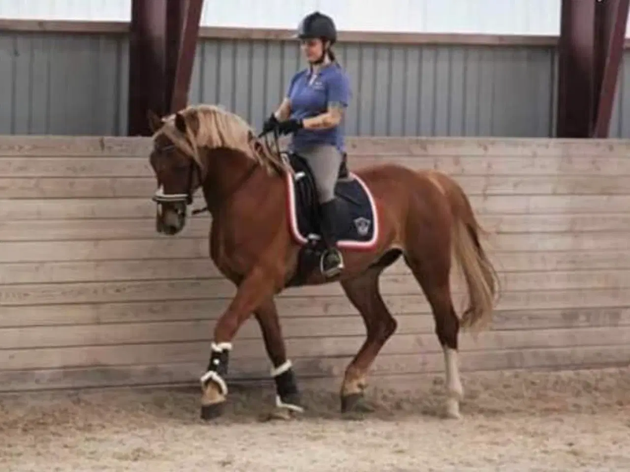 Billede 4 - Super lækker og charmerende føl (kan afdrages)