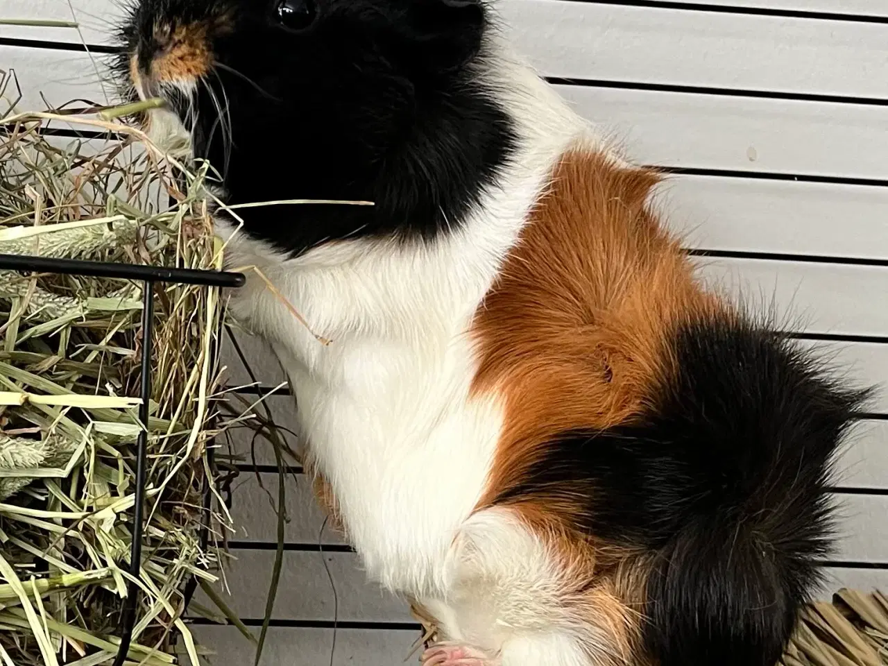 Billede 2 - To hun maresvin sælges med bur og alt tilbehør 