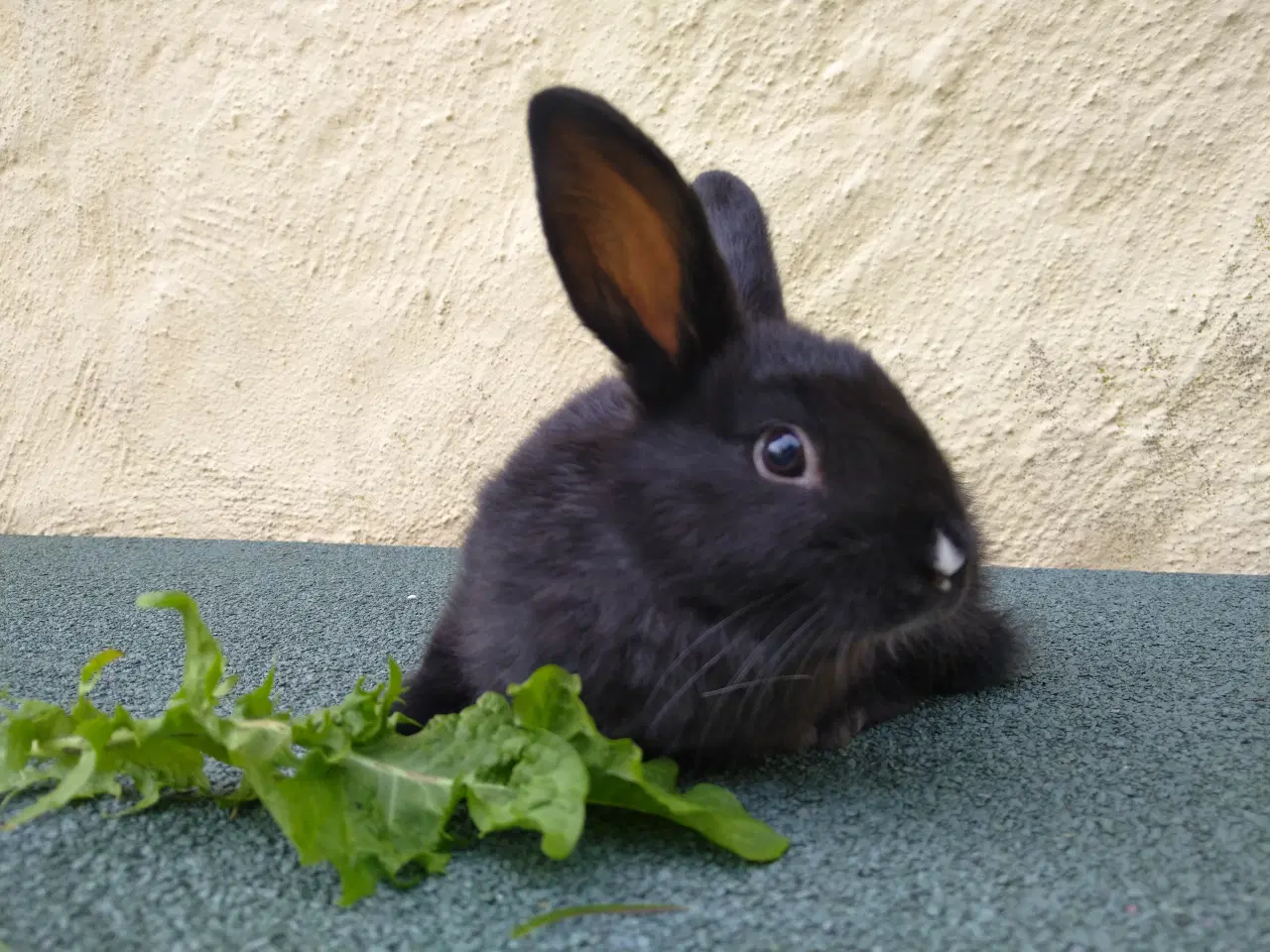 Billede 9 - Han unge hollandsk dværg kanin