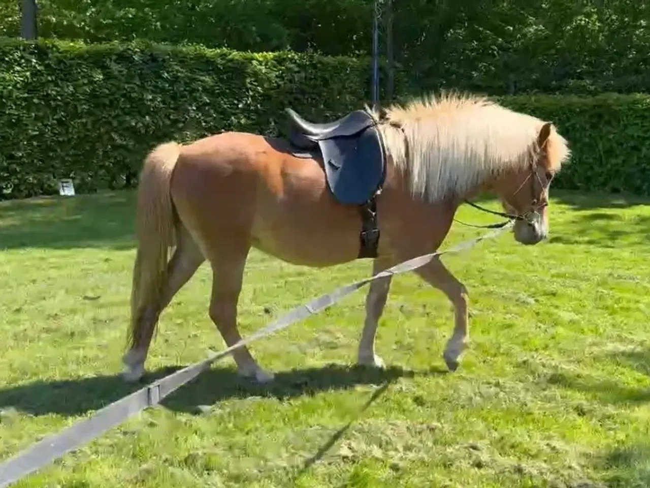 Billede 4 - Lækker 4 års islænder