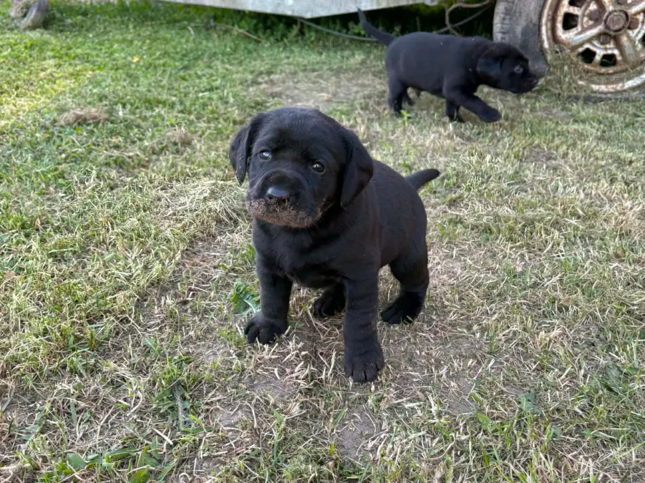 Billede 2 - Labrador hvalpe søger nye familier 🖤