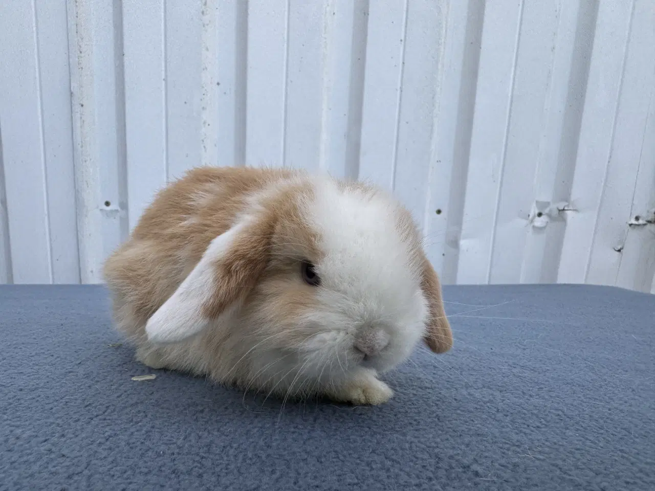 Billede 3 - Mini lop hankanin