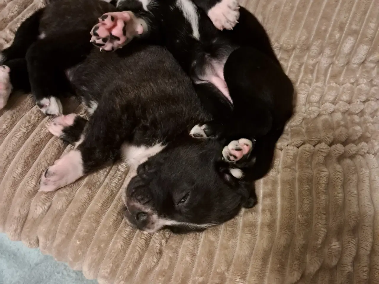 Billede 4 - Hvalpe mastiff / SanktBernhard