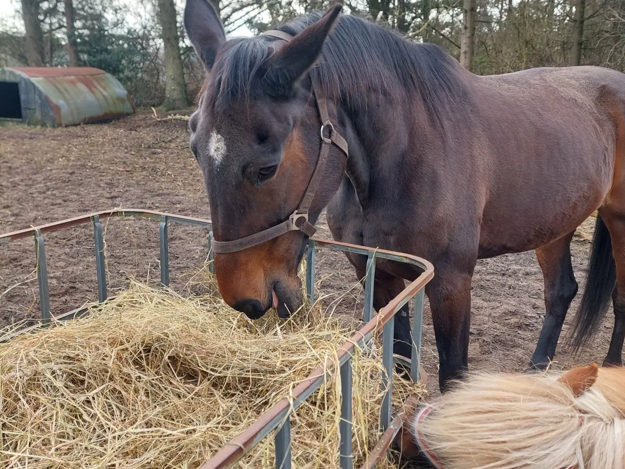 Billede 5 - Trav hoppe  sælges