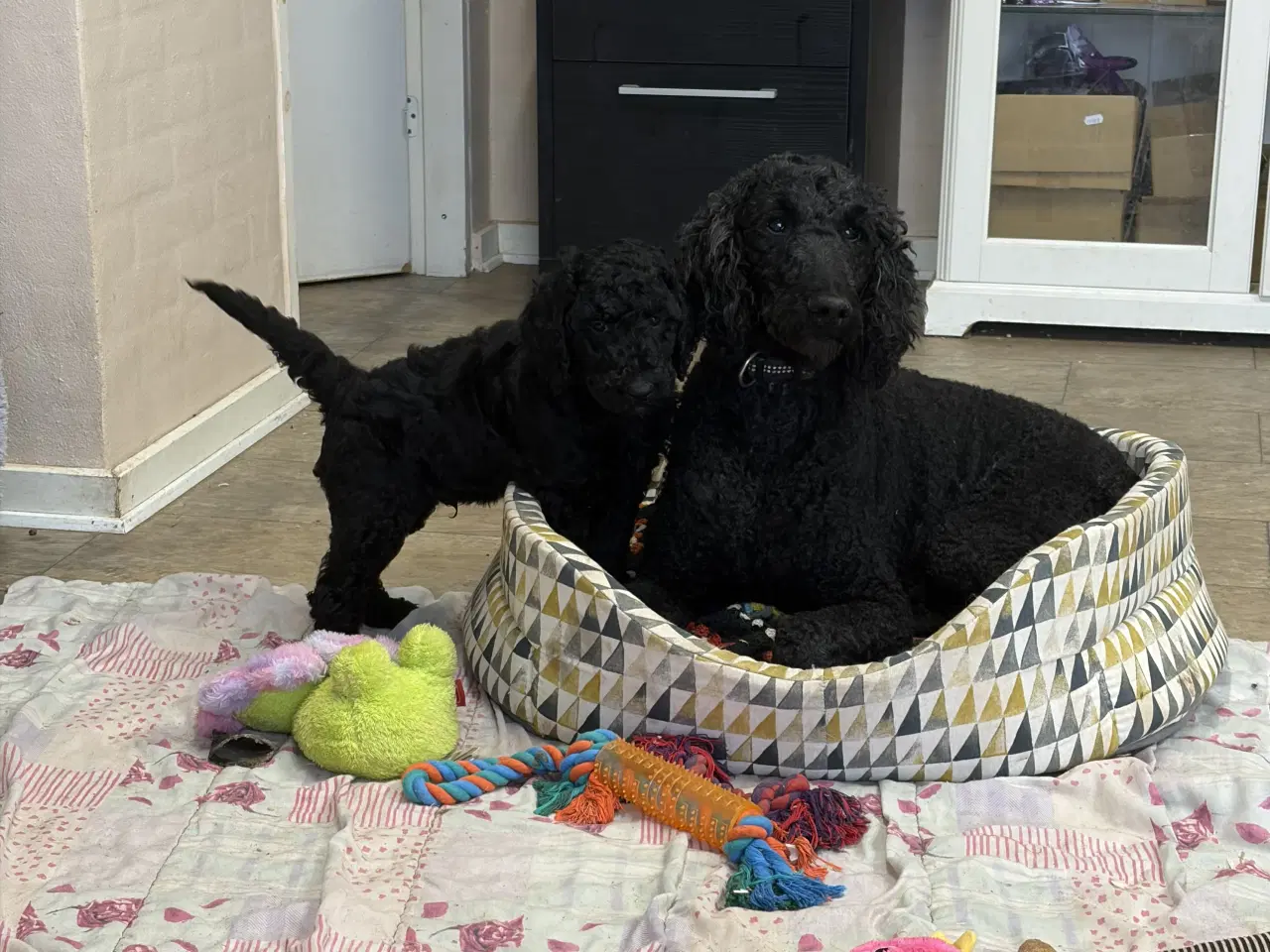 Billede 14 - Ægte mellem/stor puddel drenge må rejse nu !