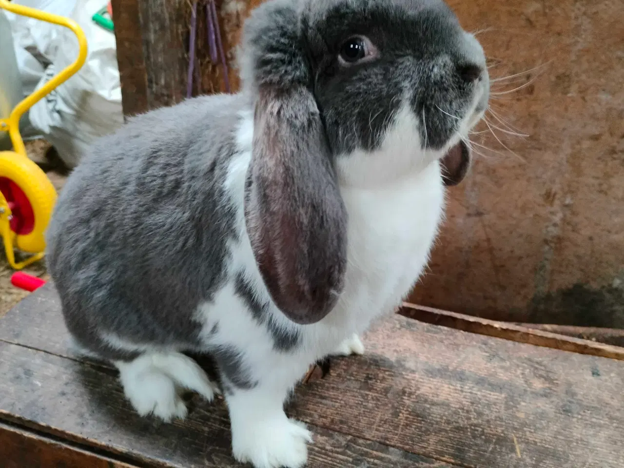 Billede 2 - Fransk vædder 