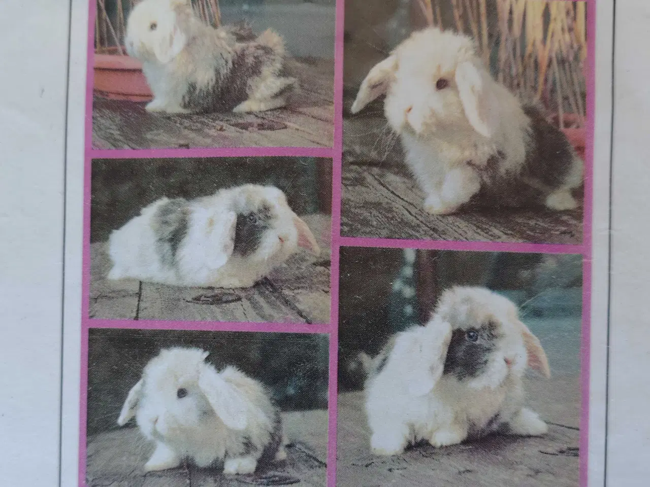 Billede 5 - Dværgvædder m. Tysk Afkomsattest 🌸