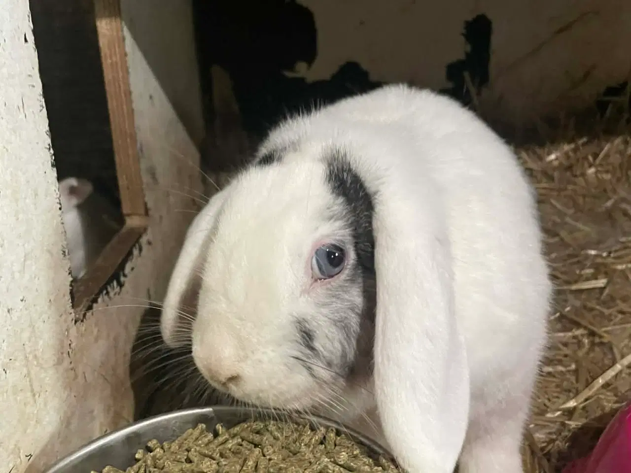 Billede 4 - 🐰 Dværgvædder Kaninunger til salg 🐰  