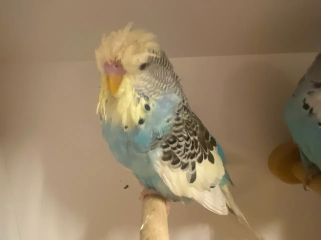 Billede 2 - Engelsk undulat - han på 3 mdr