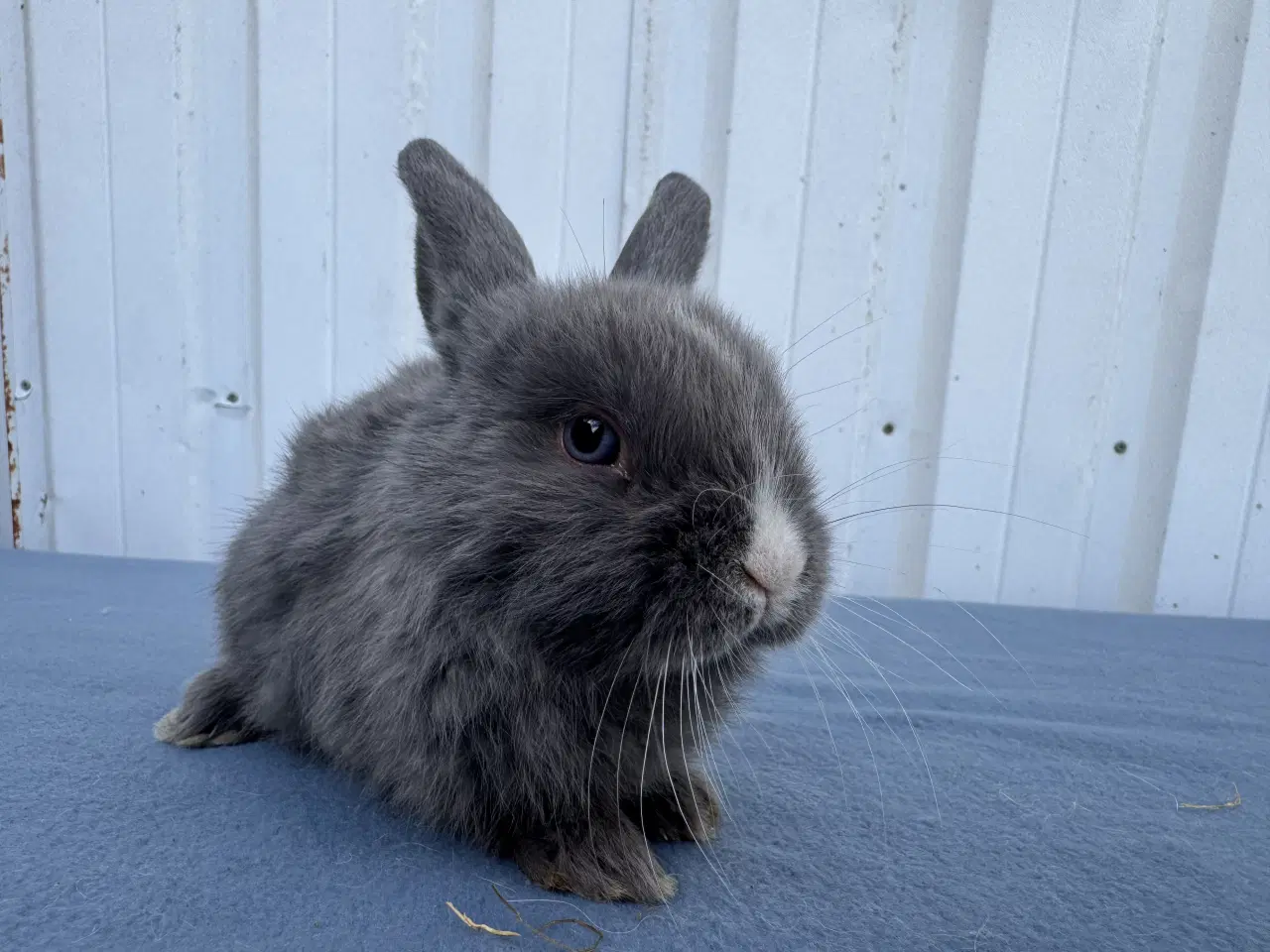 Billede 1 - Dværgvædder hunkanin