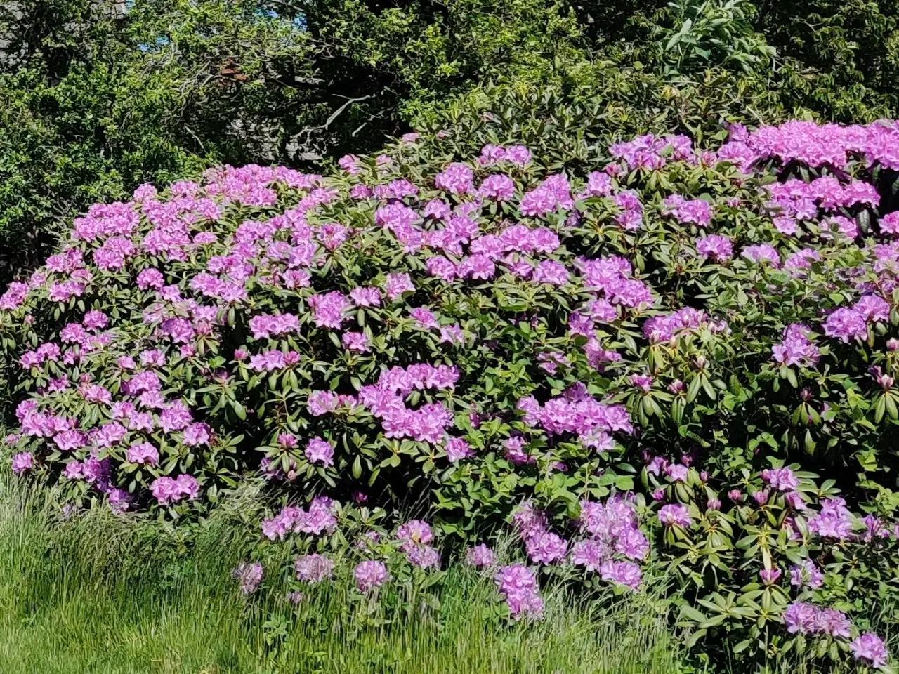 Billede 2 - Gigantisk rododendron
