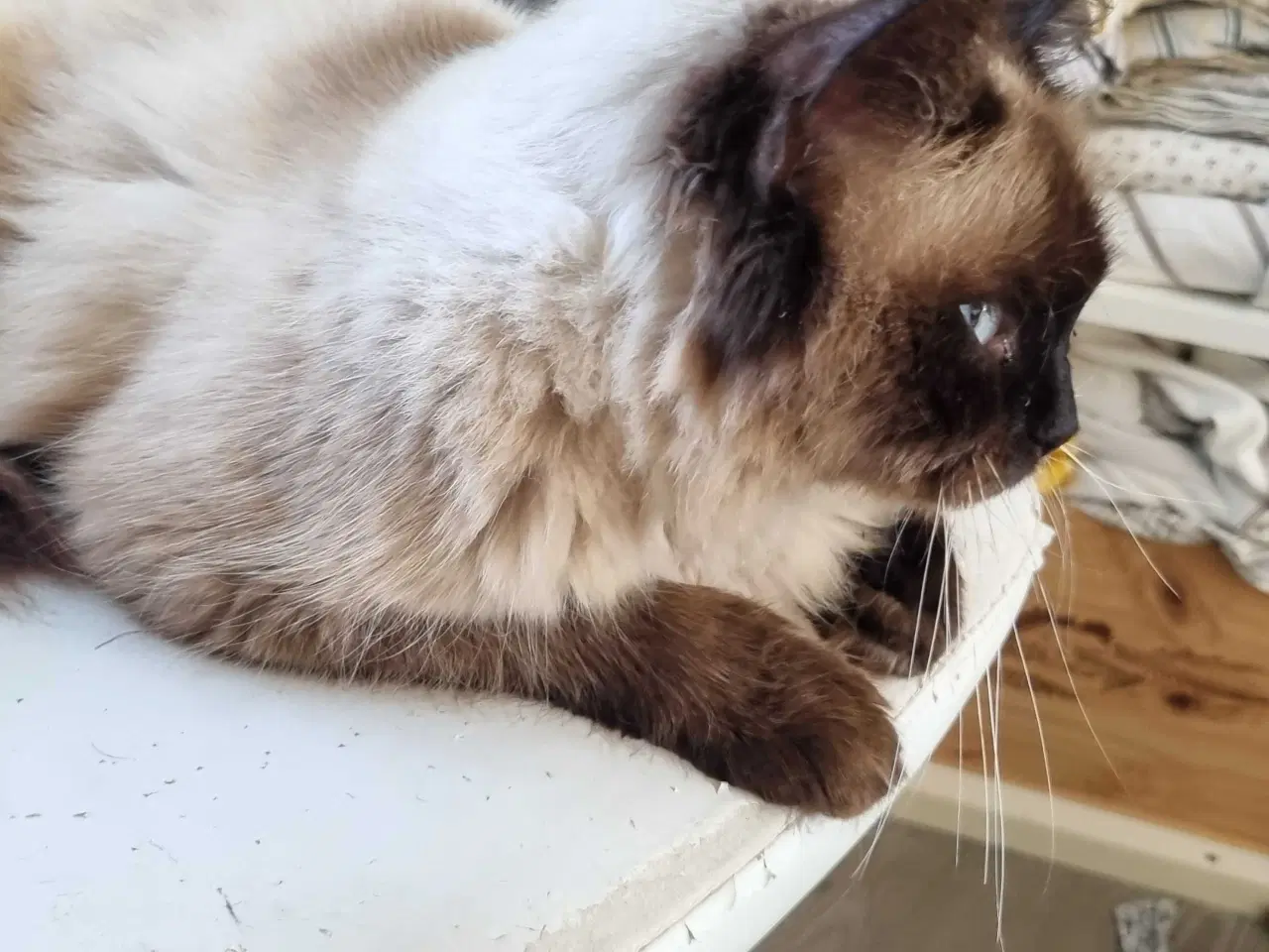 Billede 3 - Ragdoll han killinge 