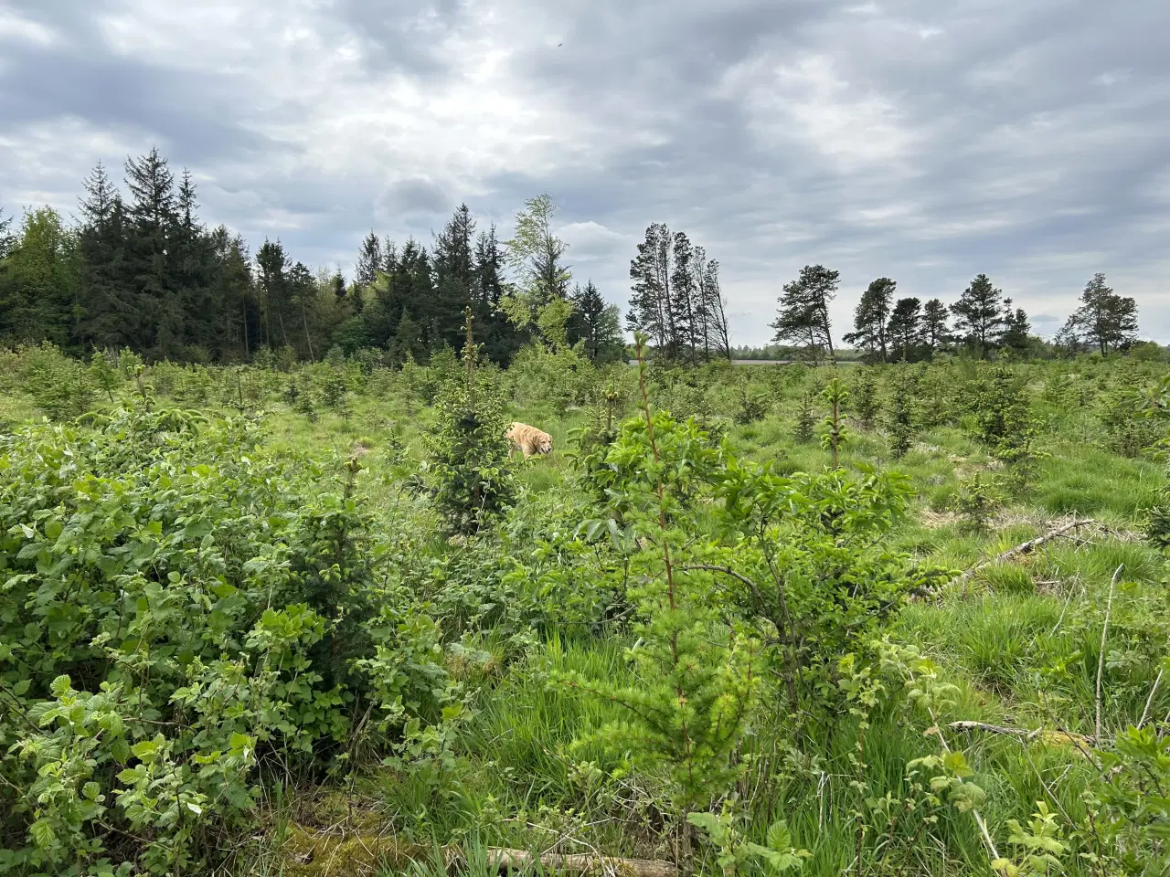 Billede 2 - 8 ha naturperle ved Kongeåen til jagt, fiskeri mv.