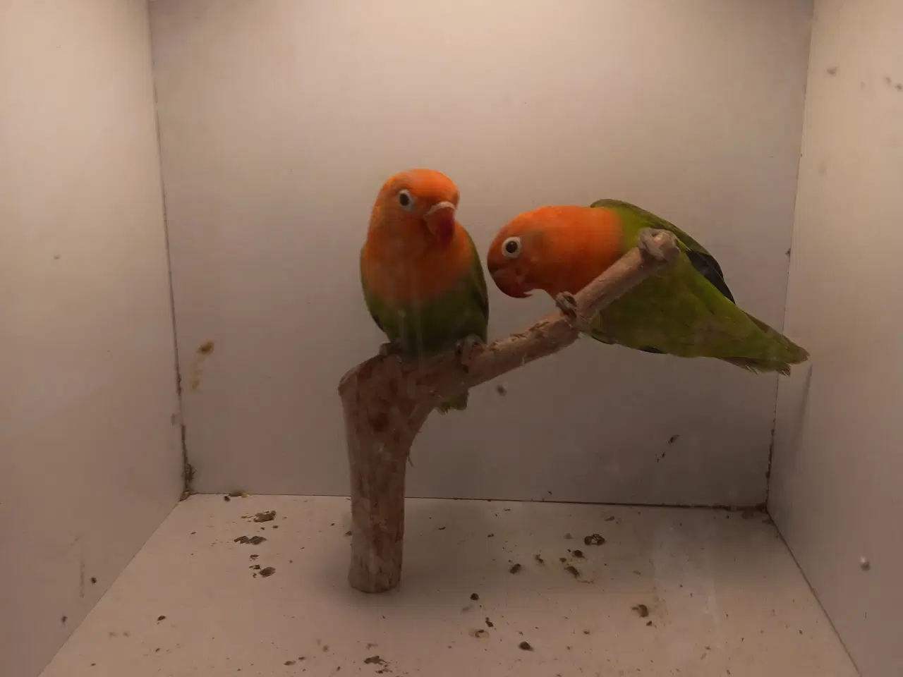 Billede 5 - Rødhovdet dværge papegøje I opaline