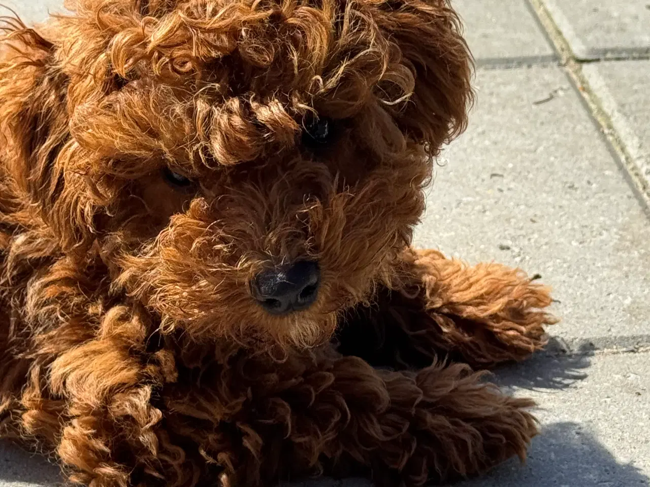 Billede 7 - Cavapoo færdig vaccineret med pas  klar til sommer