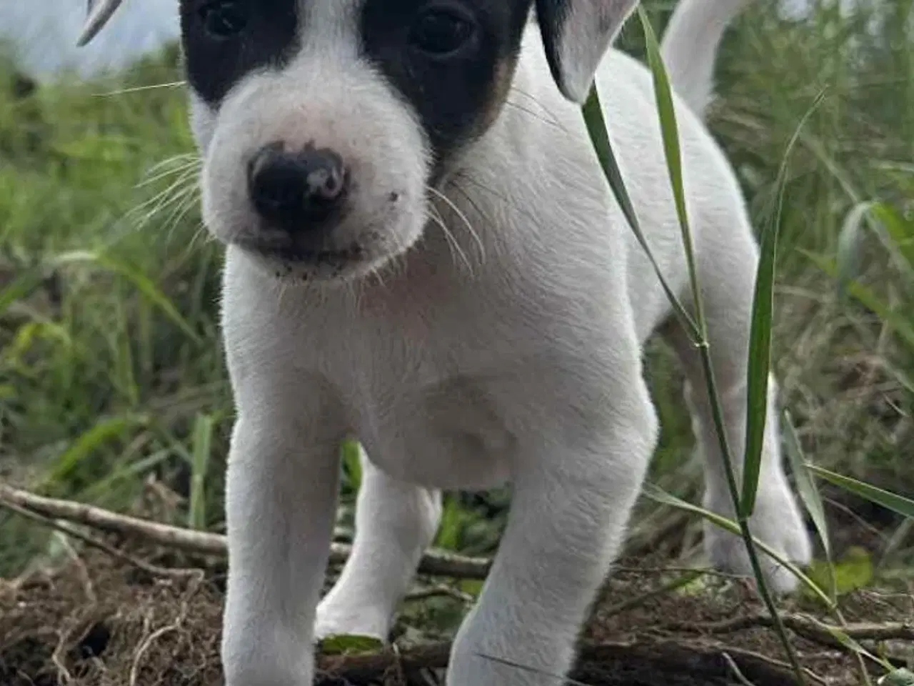 Billede 3 - Dansk svensk gårdhund 