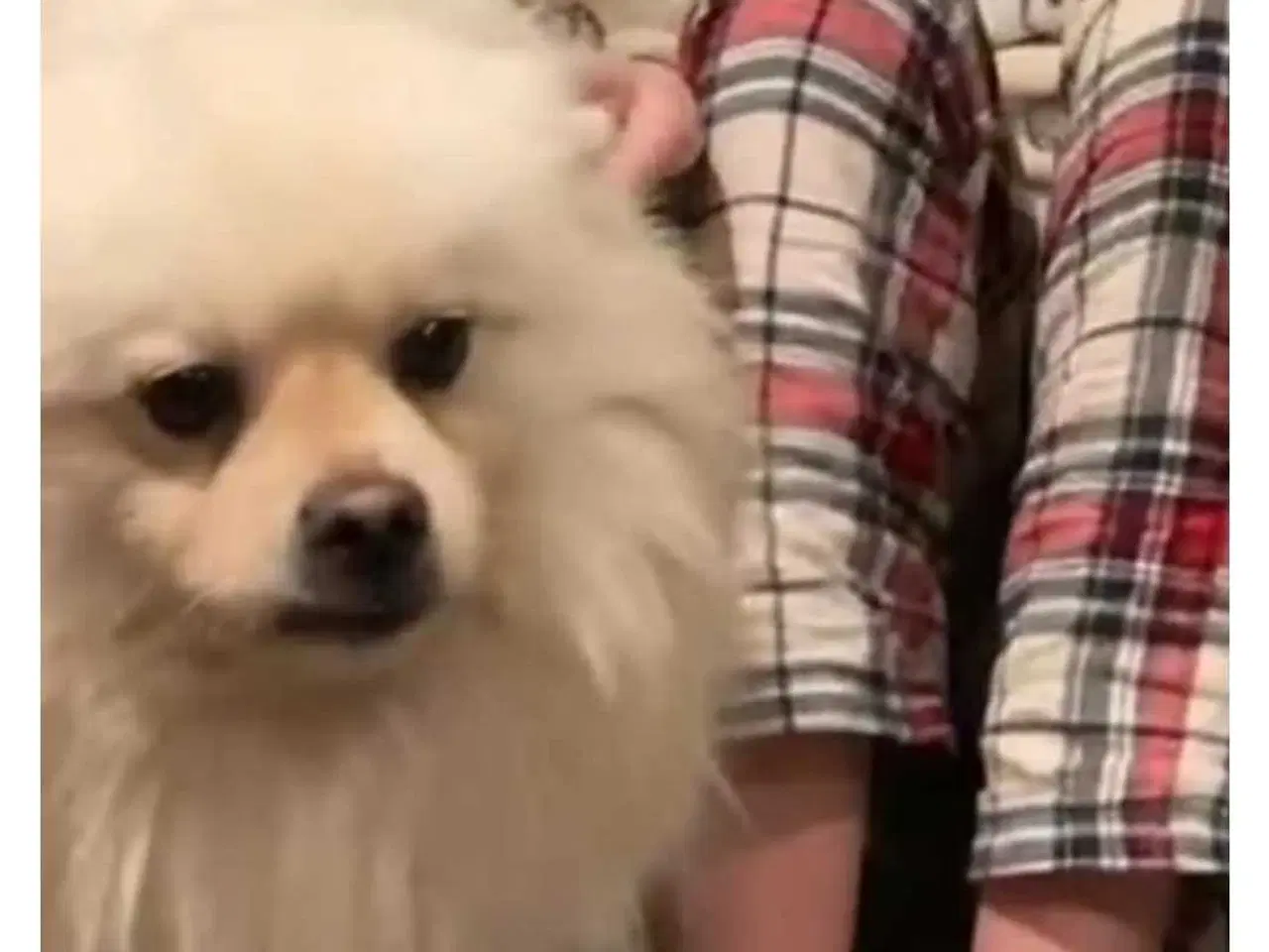 Billede 1 - Pomranian blanding ha 2 år