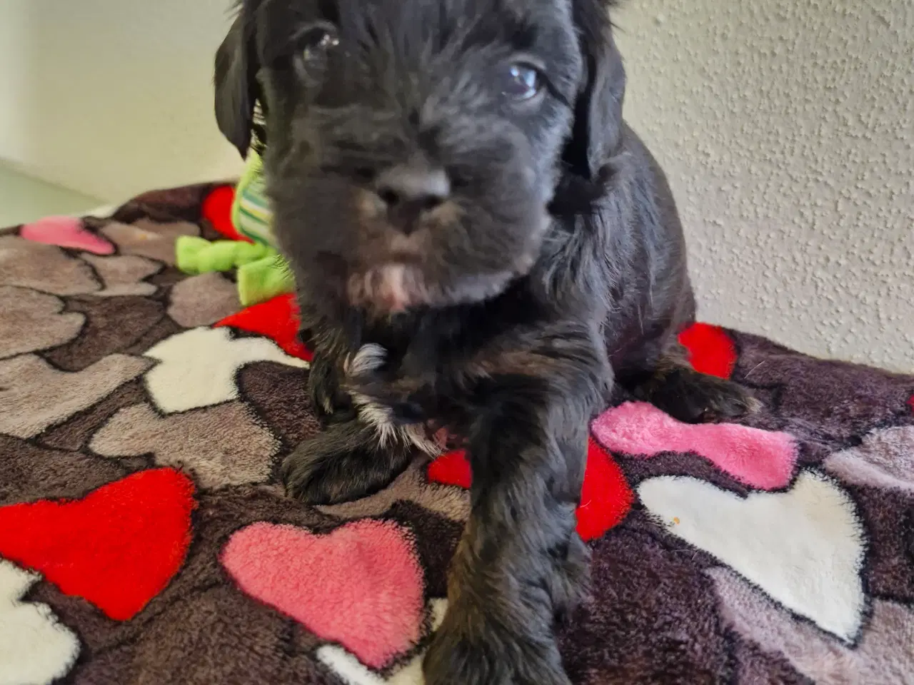 Billede 4 - Havapoo hvalpe til salg