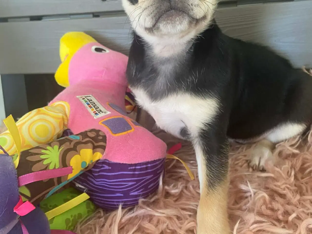 Billede 10 - Små søde blandingshvalpe 🐶