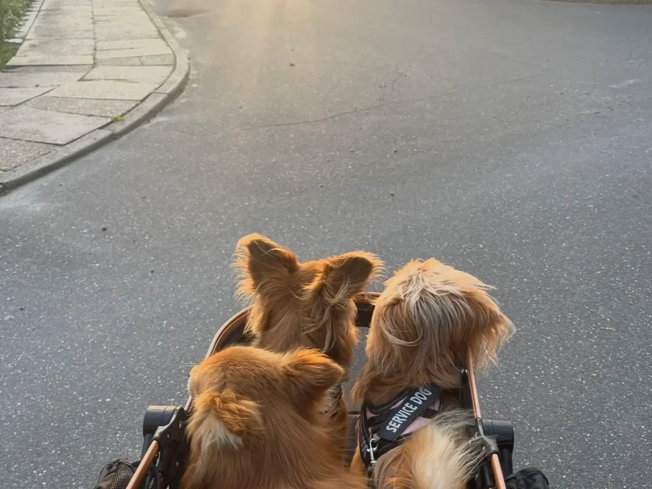 Billede 10 - Pomeranian bl.