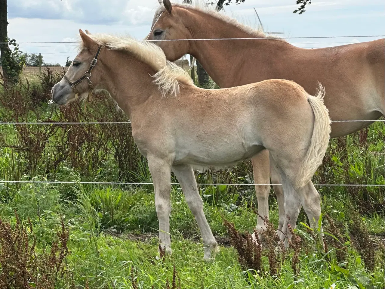 Billede 6 - Haflinger hoppe føl 