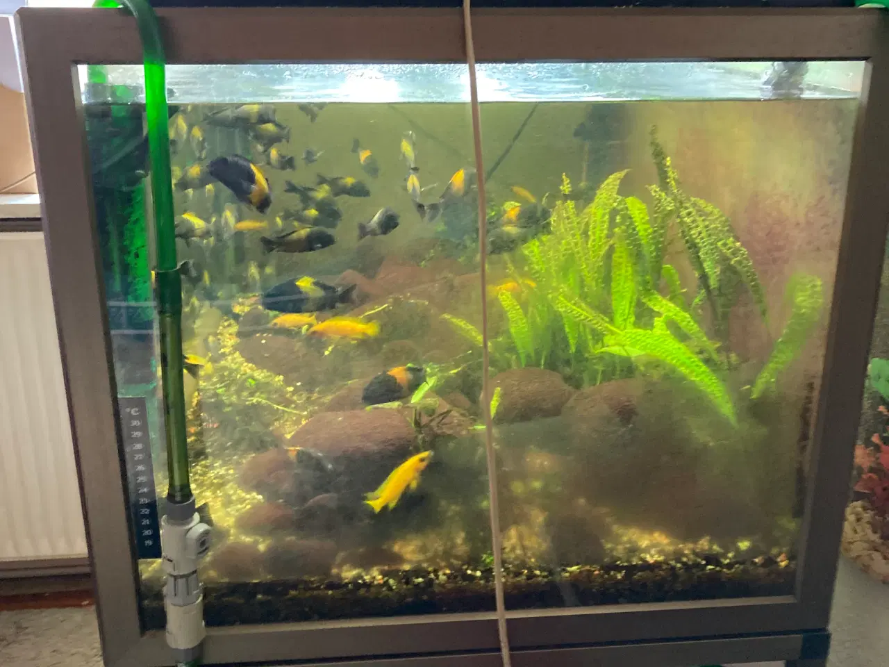 Billede 2 - Bronce farvet special alu 330liter .L110*H50*B60 .