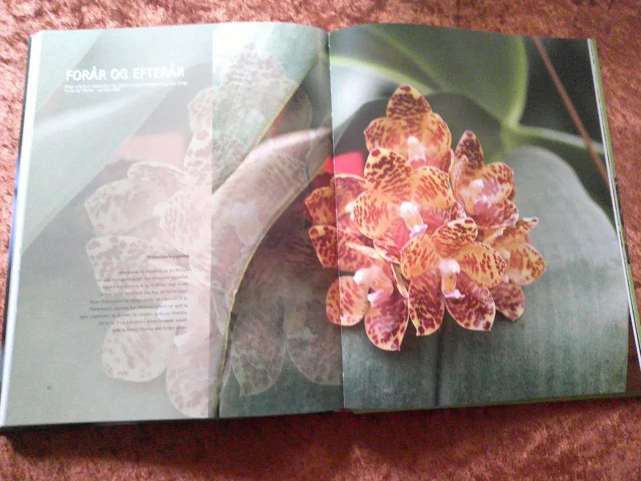 Billede 3 - Orkidéliv, Ulla Dietl, John Vanges