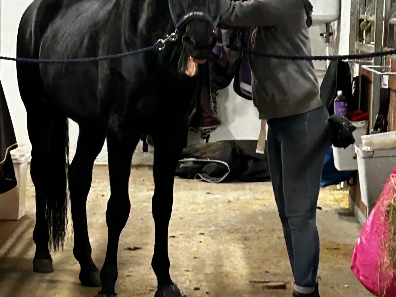 Billede 2 - Heste massage og anden terapi 