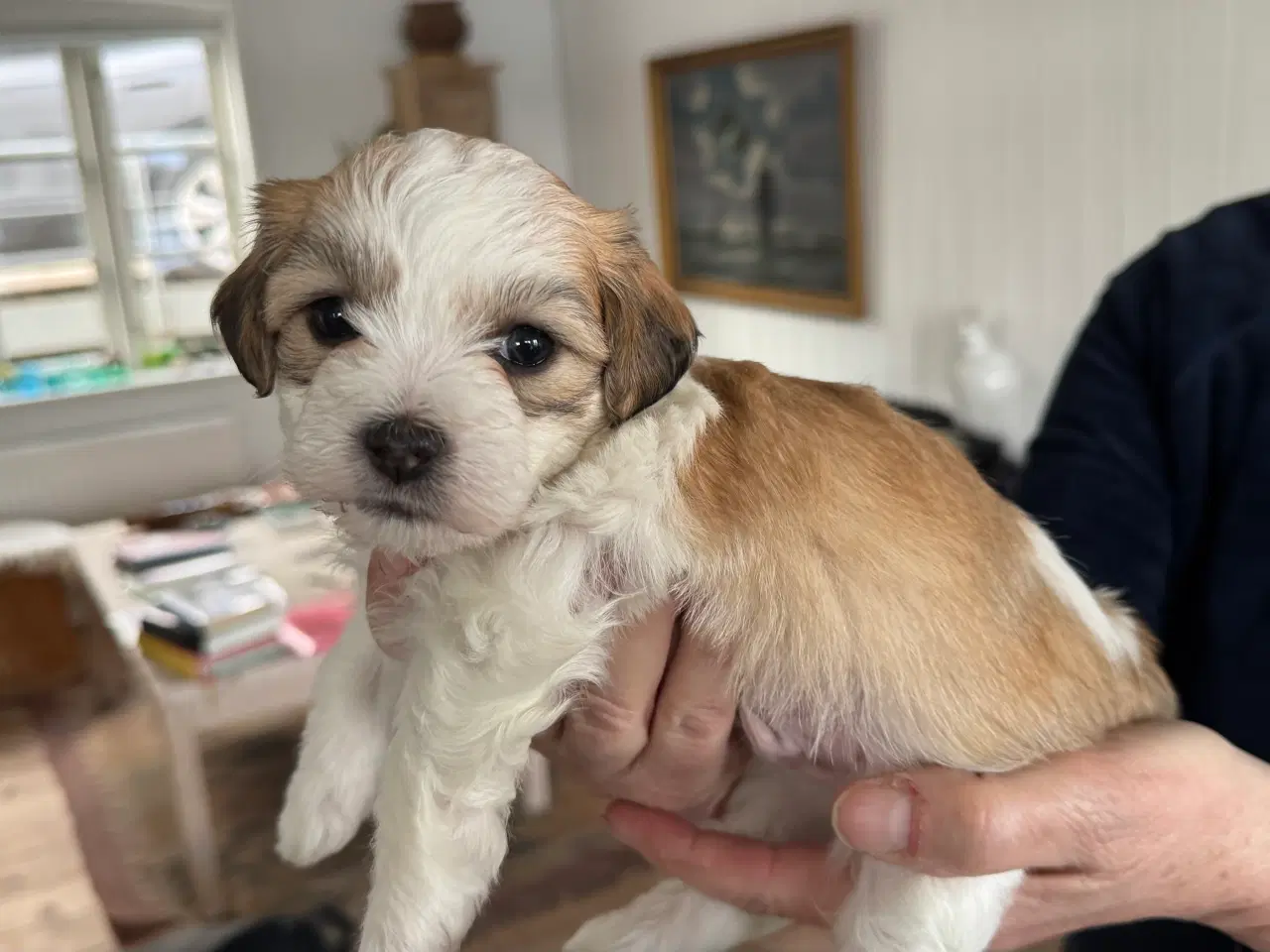 Billede 4 - 3 hanhunde 6 uger