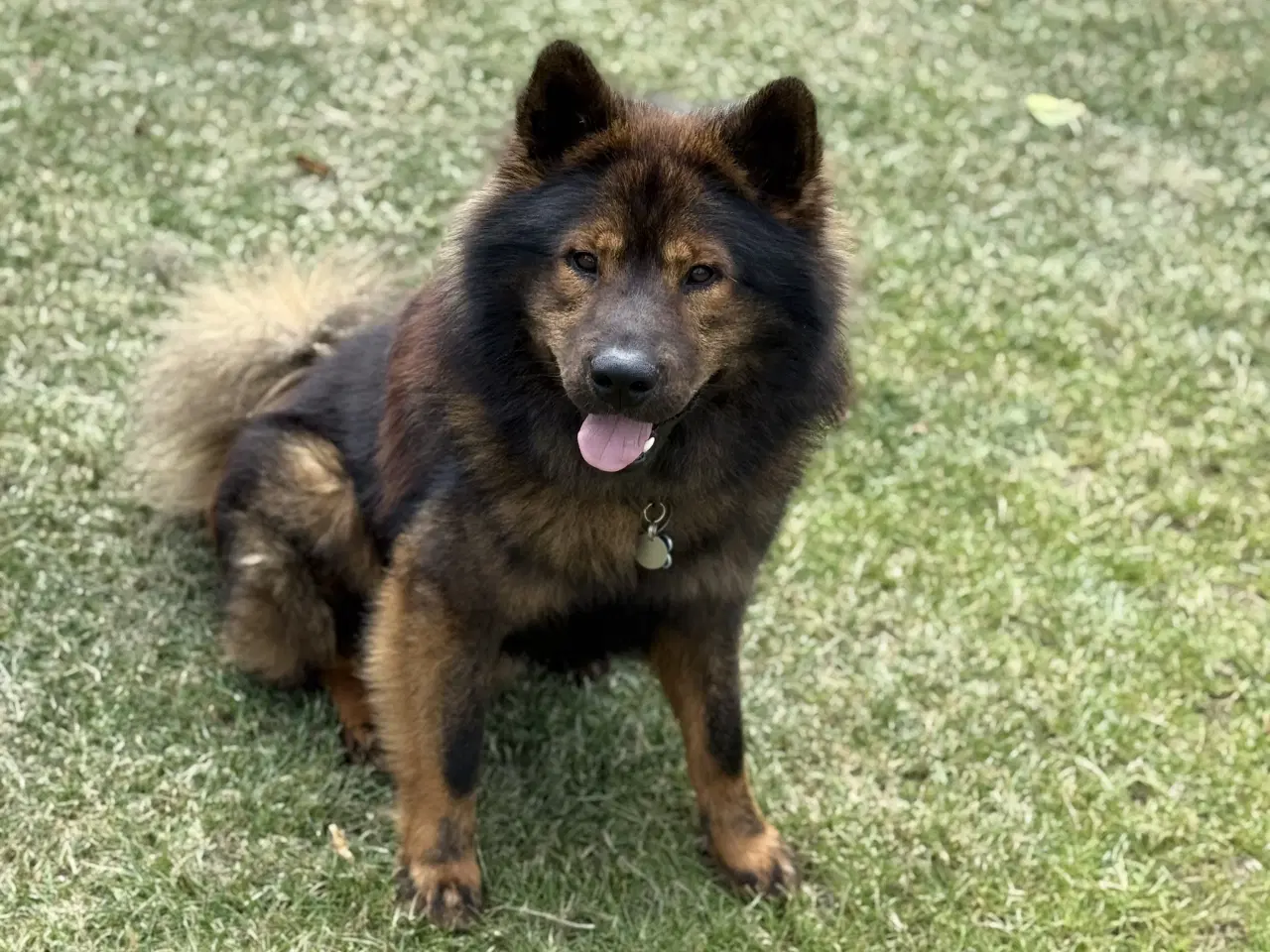 Billede 1 - Eurasier Hunde avl/parring 