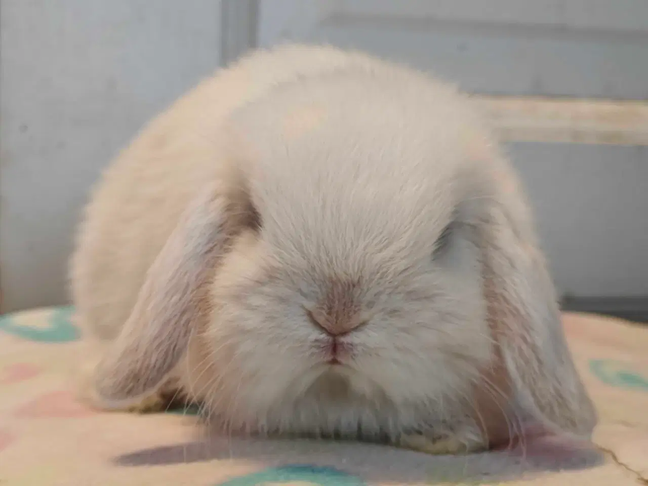 Billede 13 - Minilop