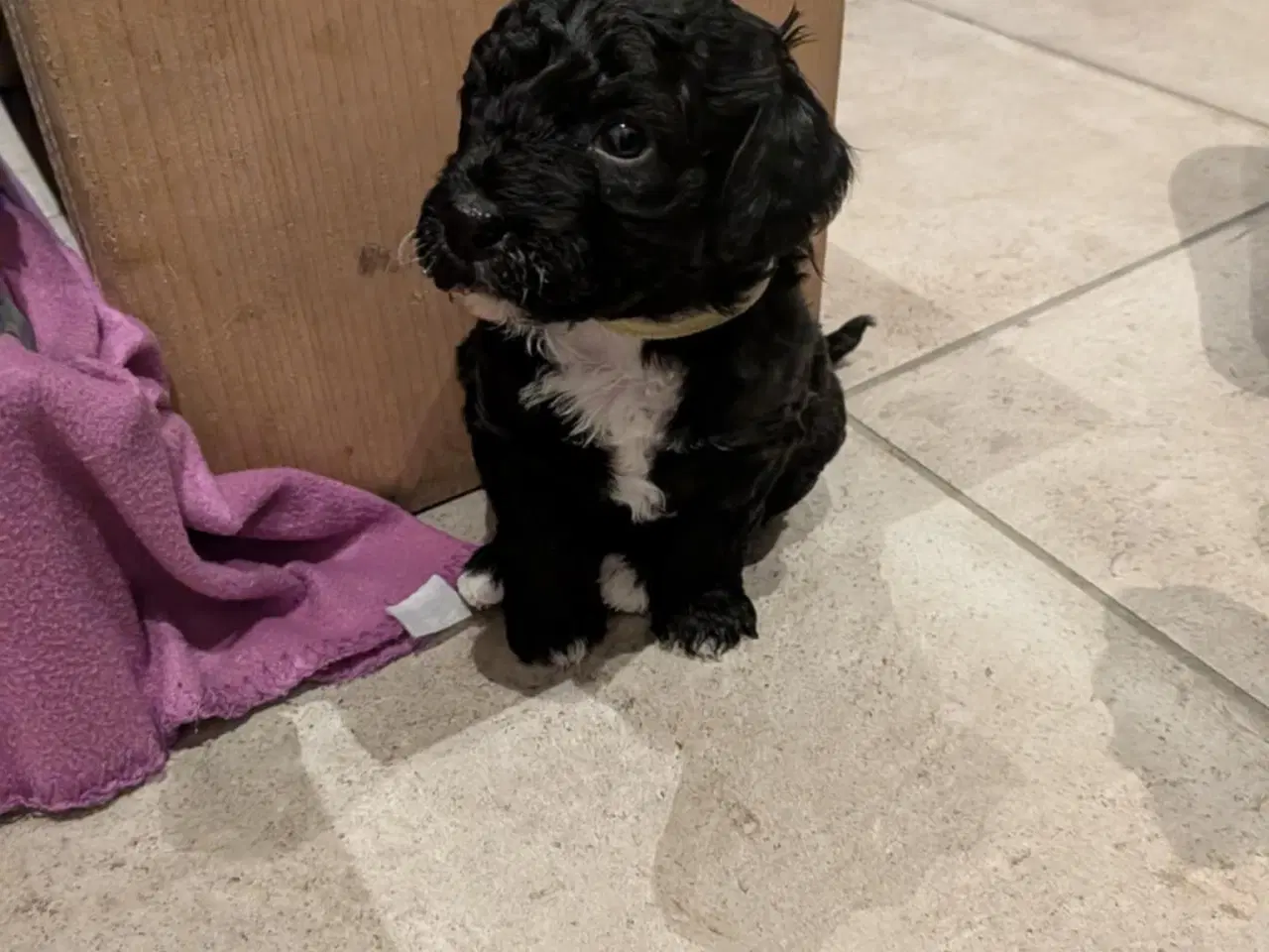 Billede 7 - Springer Doodle hvalpe