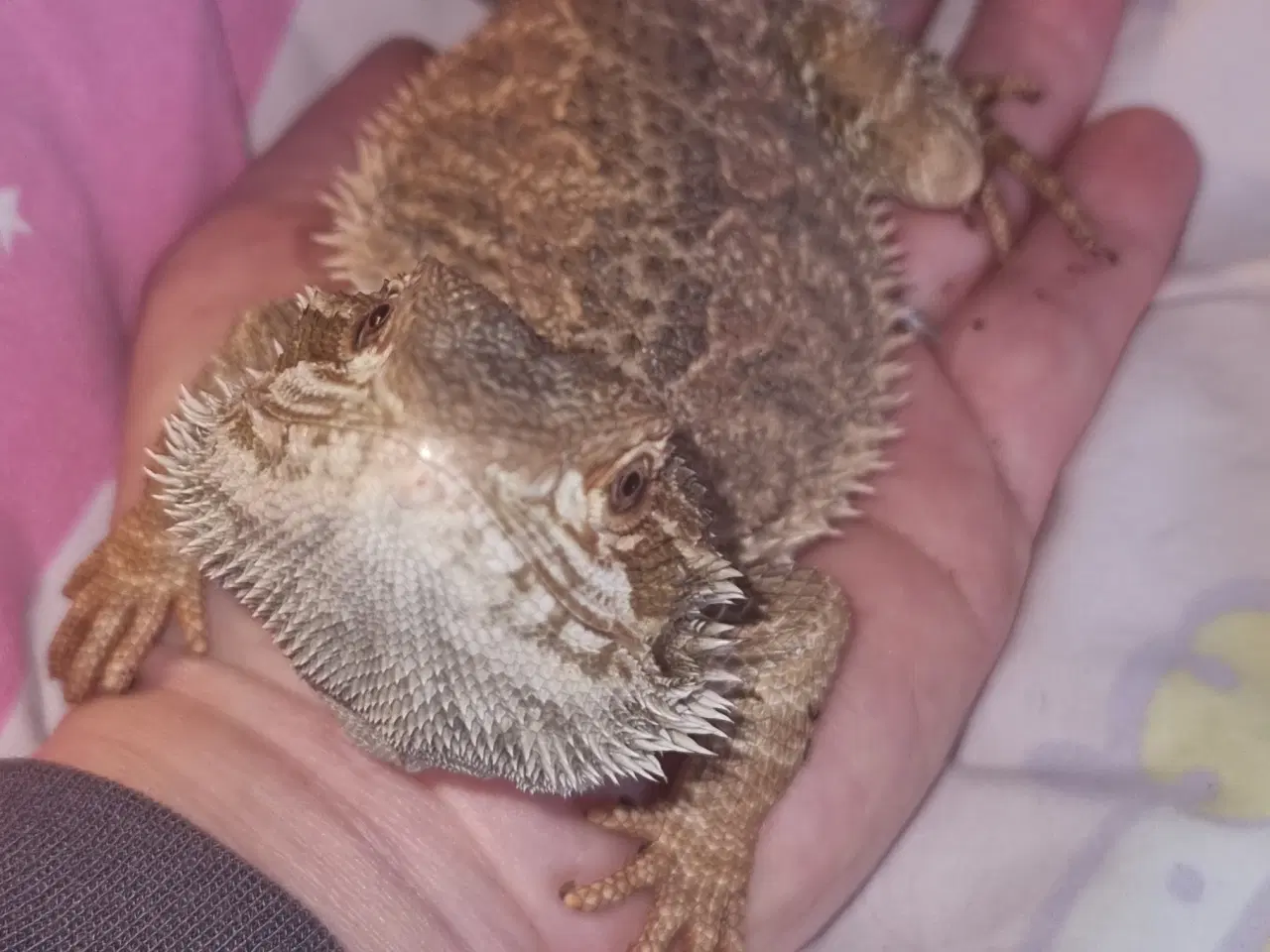 Billede 6 - Skægagamer (alm str)