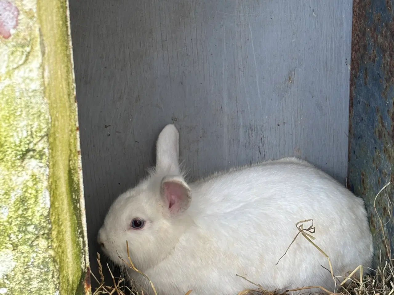 Billede 2 - 2 søde kaniner til salg