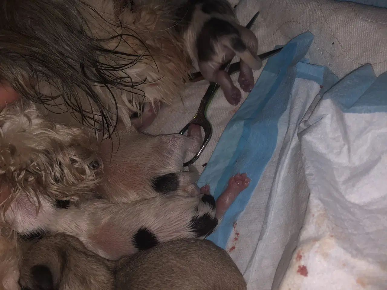 Billede 1 - Shih Tzu/ Chihuahua blanding