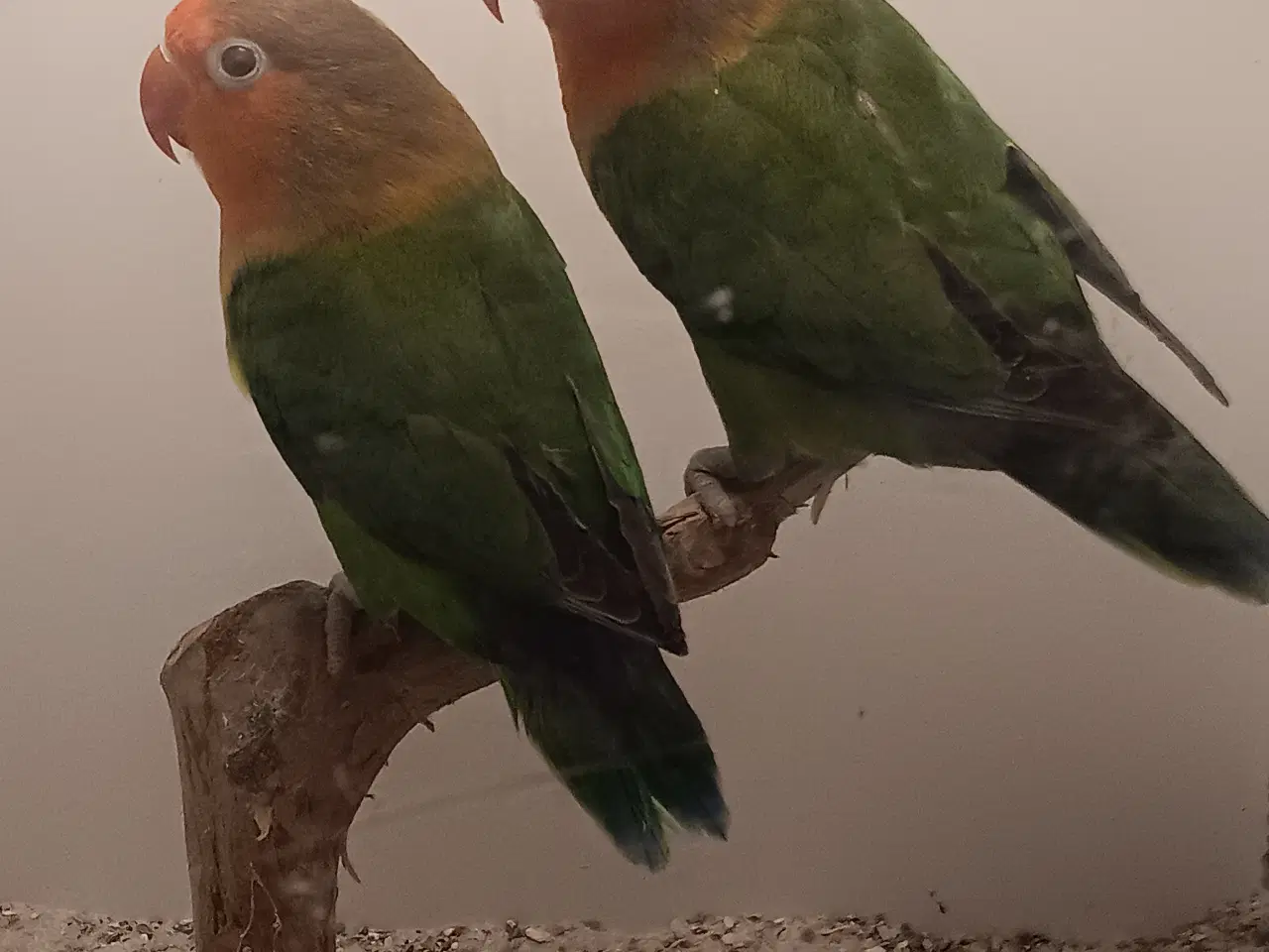 Billede 2 - Rødhovdet dværge I grøn 