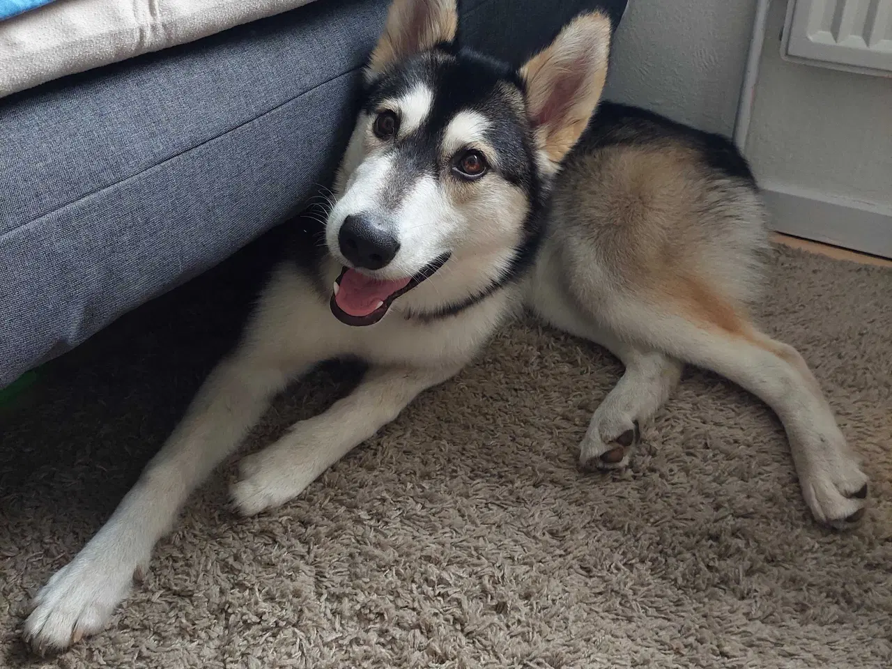 Billede 5 - Alaskan malamute hvalp 