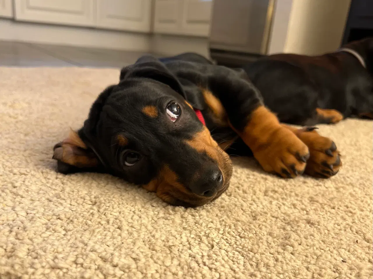 Billede 5 - DKK standard gravhunde hvalpe 