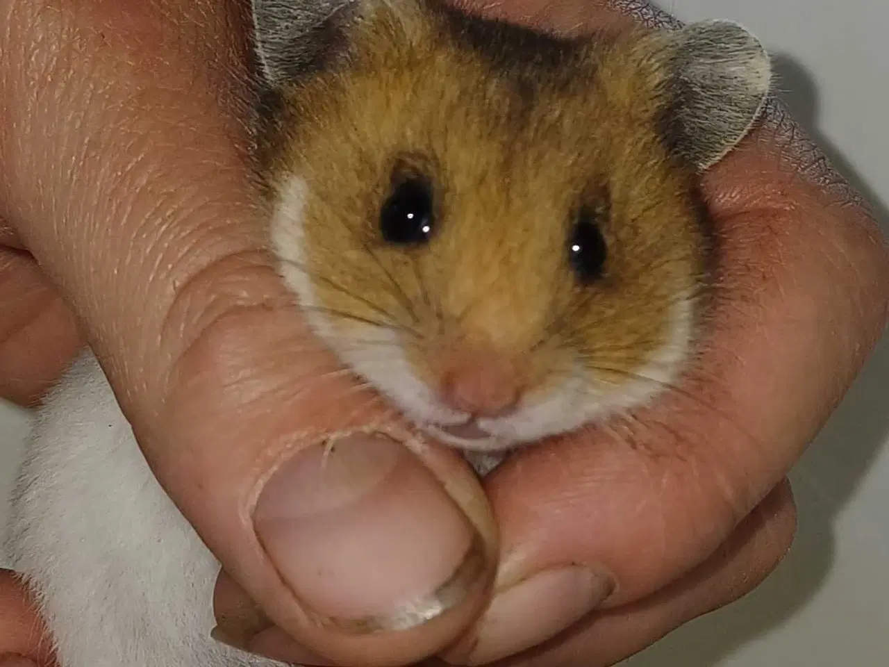 Billede 4 - Guldhamster unger