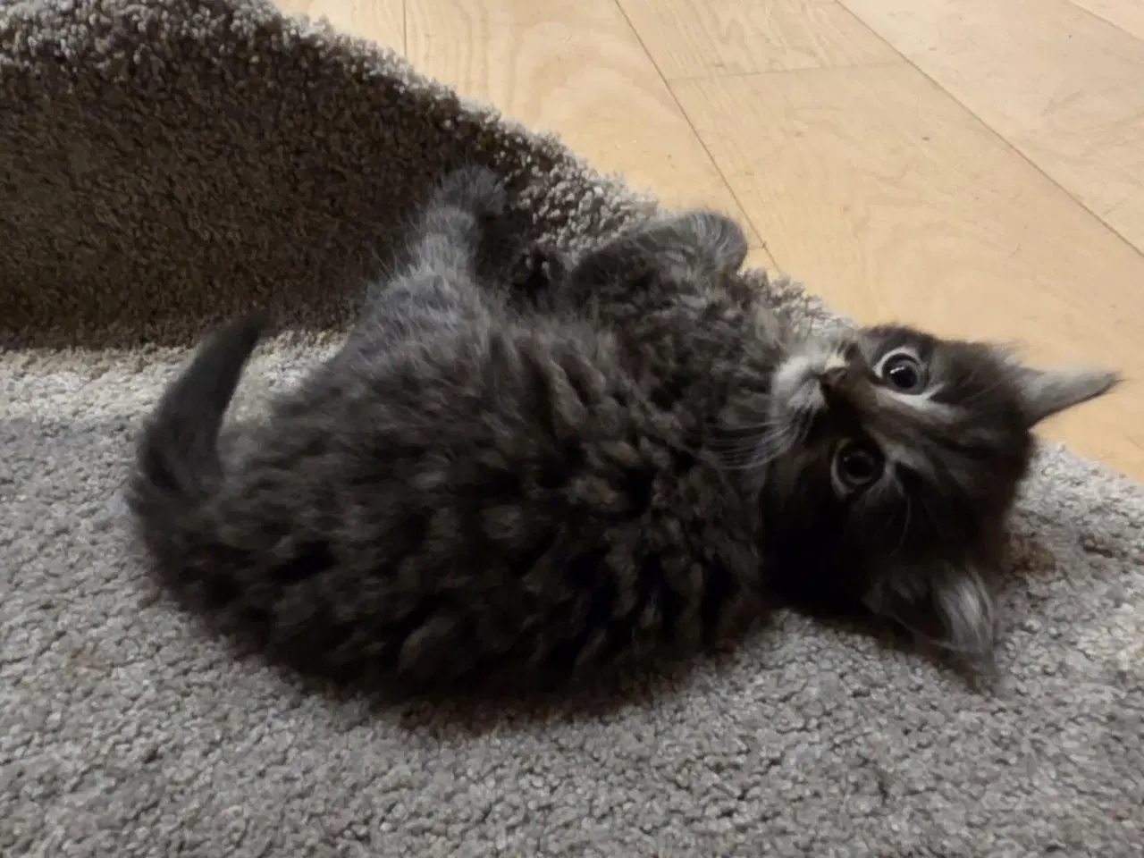 Billede 14 - De smukkeste mainecoon-blandinger 