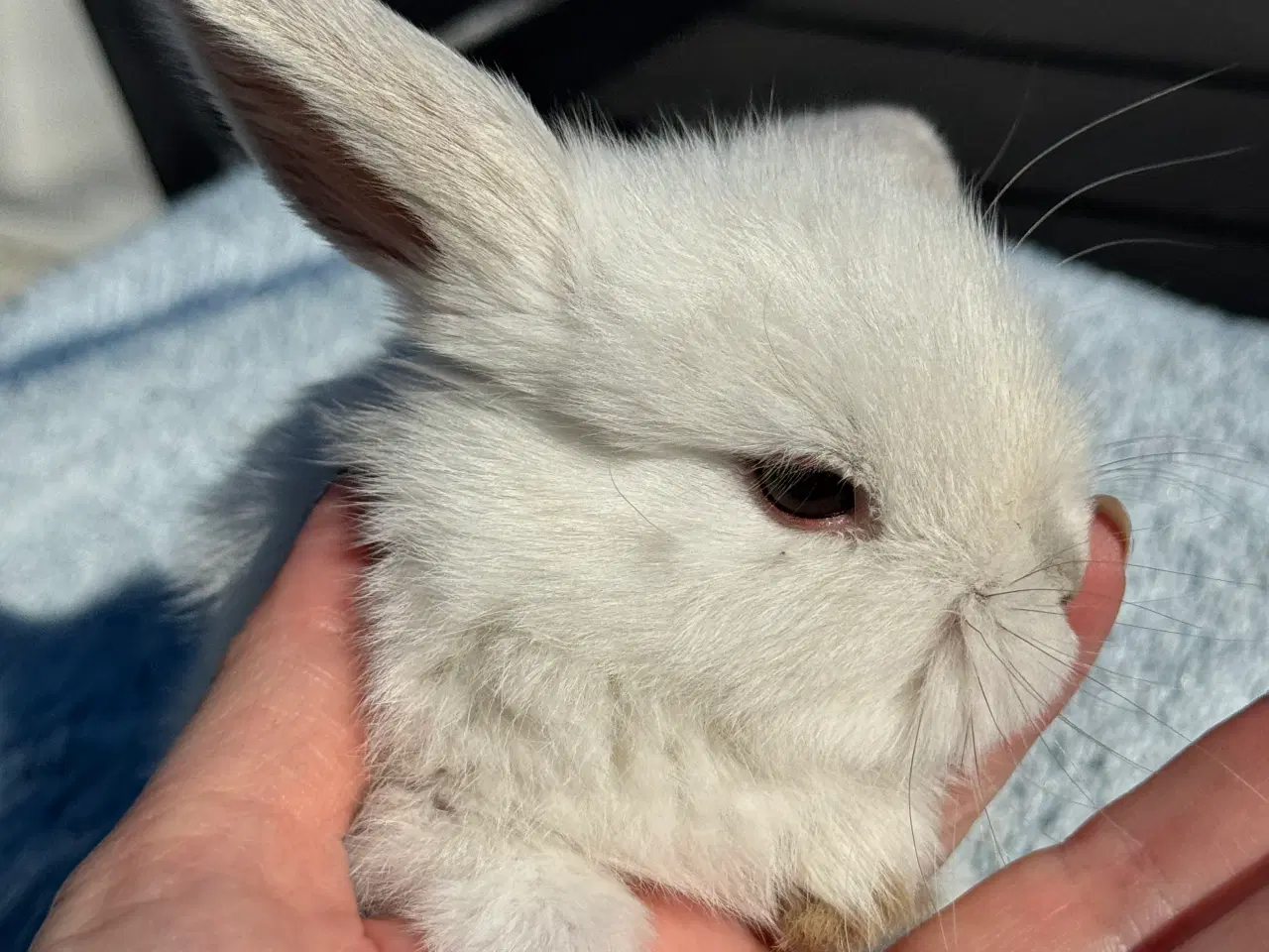Billede 4 - Mini lop