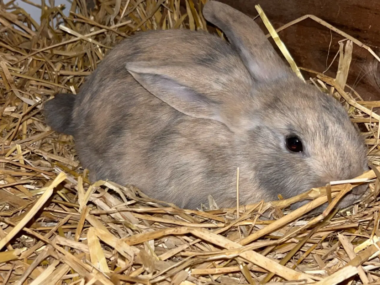 Billede 6 - Dværg vædder 