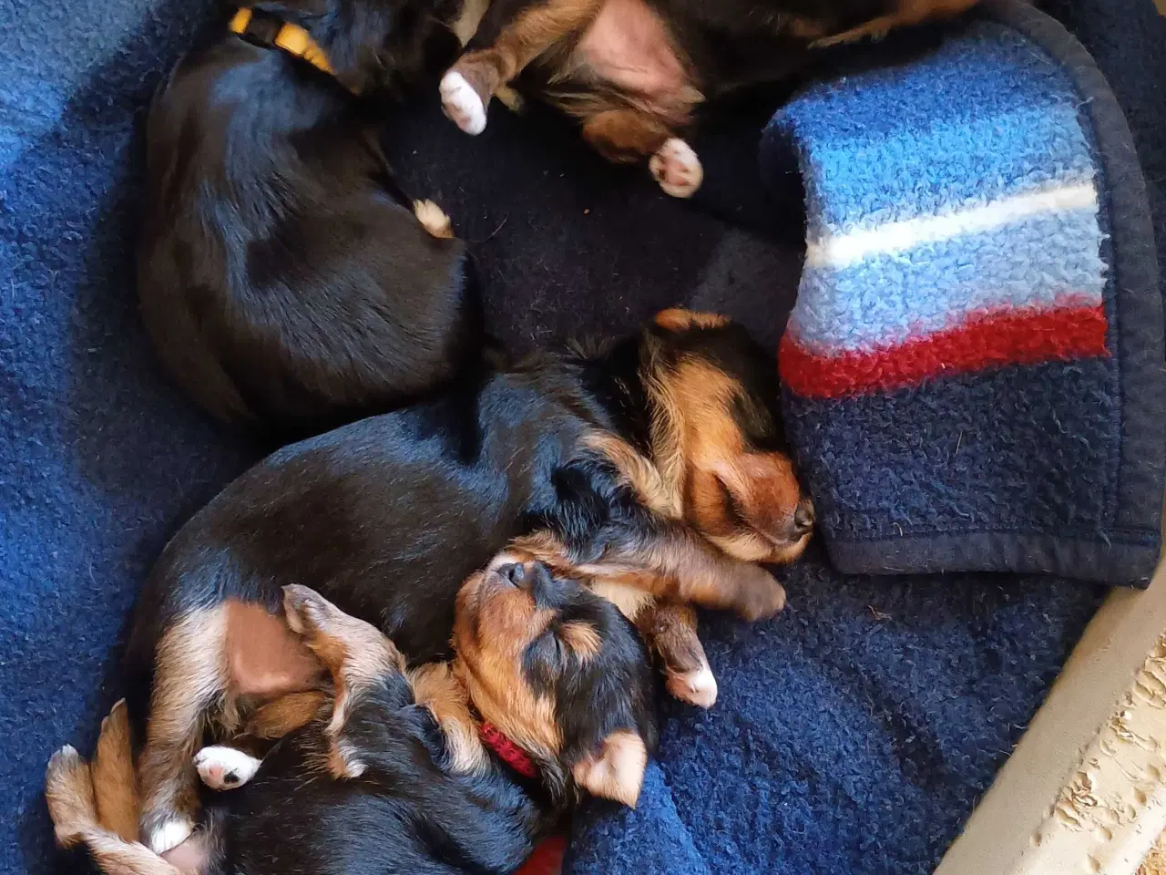 Billede 6 - Yorkshire Terrier hvalpe 
