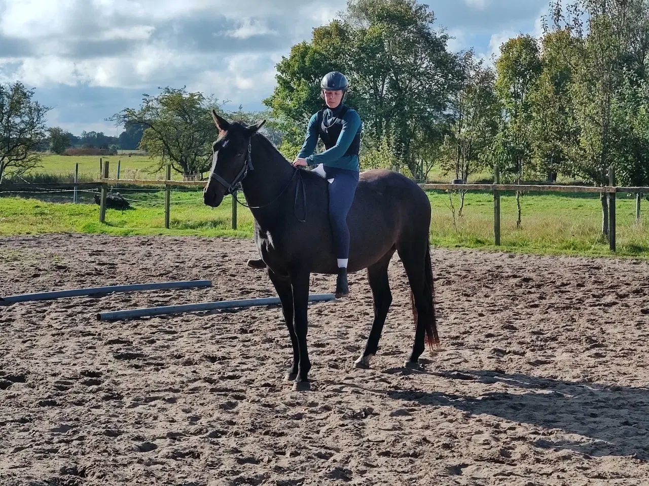 Billede 1 - Oldenborg/fuldblod vallak