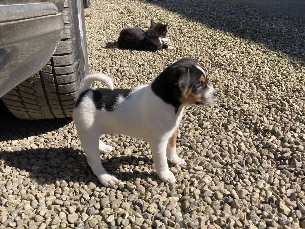 Billede 4 - 2 stk dejlige hanhunde 