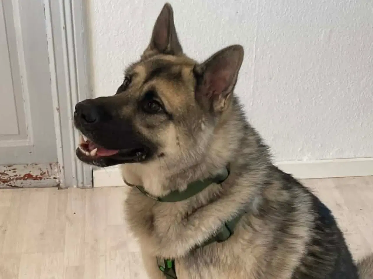 Billede 3 - Deglig stor sød han hund søger nyt hjem