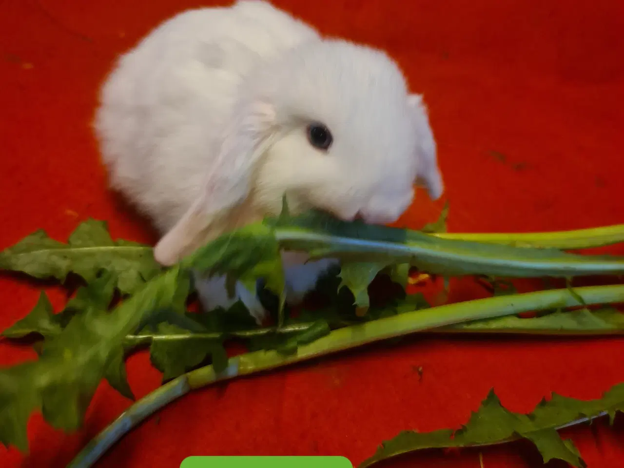 Billede 7 - Mini Lop Kaninunger 