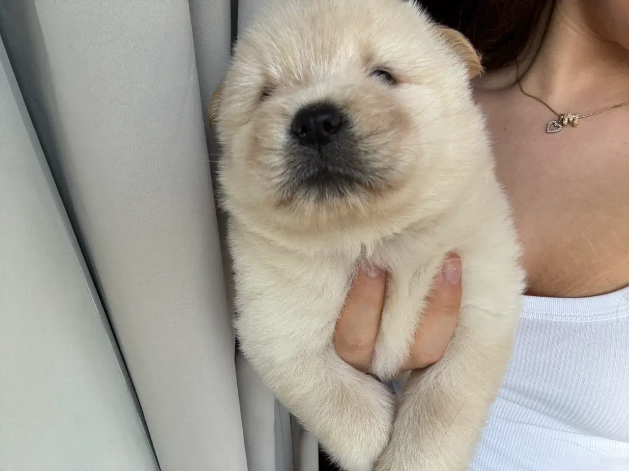 Billede 5 - Hundehvalpe - Chow Chow bla.