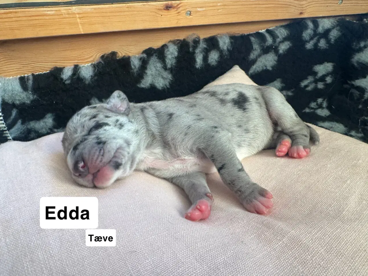 Billede 6 - Grand Danois hvalpe